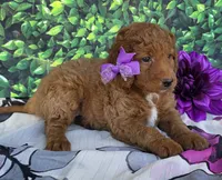 Carmen , a female Miniature Goldendoodle for sale in Harlan, IN – 3 of 4