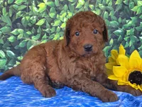 Gus, a male Miniature Goldendoodle for sale in Harlan, IN – 1 of 4
