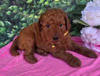 Daisy , a female Miniature Goldendoodle for sale in Harlan, IN – 3 of 4