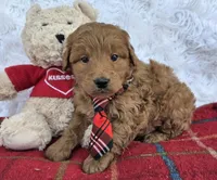 Chester , a male Miniature Goldendoodle for sale in Harlan, IN – Photo 4 of 4