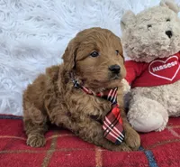 Chester , a male Miniature Goldendoodle for sale in Harlan, IN – Photo 2 of 4