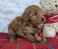 Chester , a male Miniature Goldendoodle for sale in Harlan, IN – Photo 1 of 4