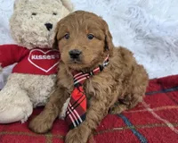 Chester , a male Miniature Goldendoodle for sale in Harlan, IN – Photo 3 of 4