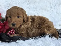 Zach, a male Miniature Goldendoodle for sale in Harlan, IN – Photo 2 of 4