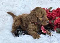 Zach, a male Miniature Goldendoodle for sale in Harlan, IN – Photo 3 of 4