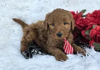 Zach, a male Miniature Goldendoodle for sale in Harlan, IN – Photo 4 of 4