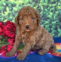 Rover , a male Miniature Goldendoodle for sale in Harlan, IN – 4 of 5