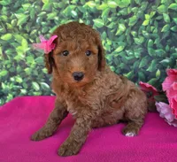 Candy, a female Miniature Goldendoodle for sale in Harlan, IN – 3 of 4