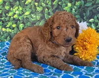 Dubber, a male Miniature Goldendoodle for sale in Harlan, IN – 2 of 4