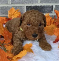 Ruby, a female Miniature Goldendoodle for sale in Harlan, IN – Photo 3 of 4