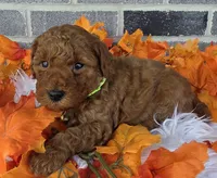 Ruby, a female Miniature Goldendoodle for sale in Harlan, IN – Photo 4 of 4