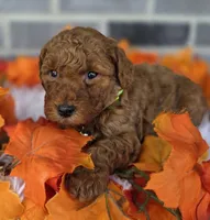 Ruby, a female Miniature Goldendoodle for sale in Harlan, IN – Photo 1 of 4