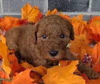 Ruby, a female Miniature Goldendoodle for sale in Harlan, IN – Photo 2 of 4