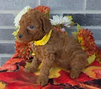 Reda, a female Miniature Goldendoodle for sale in Harlan, IN – Photo 2 of 4