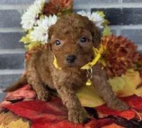 Reda, a female Miniature Goldendoodle for sale in Harlan, IN – Photo 4 of 4