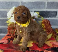 Reda, a female Miniature Goldendoodle for sale in Harlan, IN – Photo 3 of 4