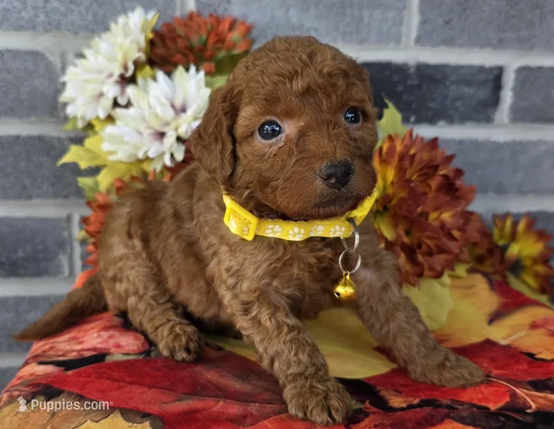 Reda, a female Miniature Goldendoodle for sale in Harlan, IN – Photo 1 of 4