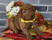 Reda, a female Miniature Goldendoodle for sale in Harlan, IN – Photo 1 of 4