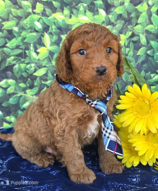 Roby – Miniature Goldendoodle puppy for sale in Harlan, IN
