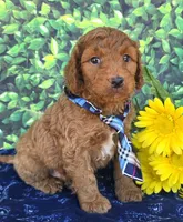 Roby, a male Miniature Goldendoodle for sale in Harlan, IN – 1 of 4