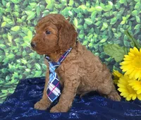 Roby, a male Miniature Goldendoodle for sale in Harlan, IN – 4 of 4