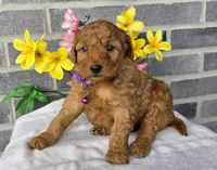 Lori, a female Miniature Goldendoodle for sale in Harlan, IN – Photo 3 of 4