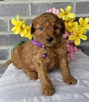 Lori, a female Miniature Goldendoodle for sale in Harlan, IN – Photo 2 of 4
