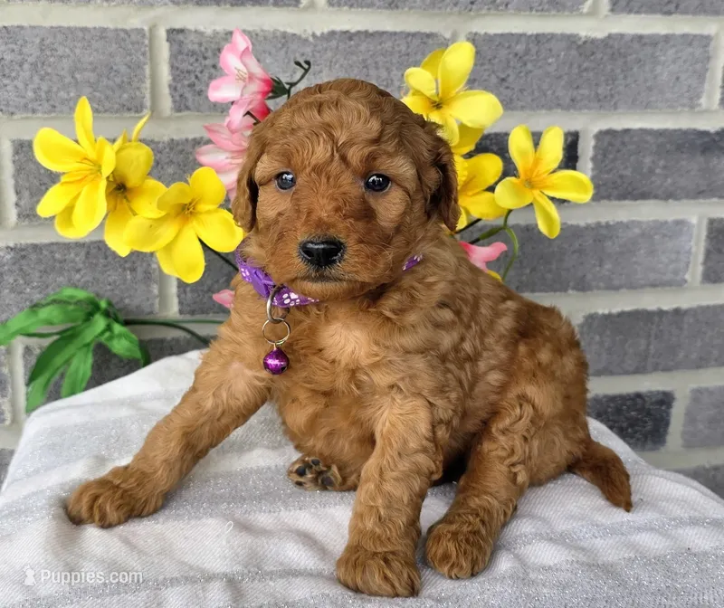 Lori – Miniature Goldendoodle puppy for sale in Harlan, IN