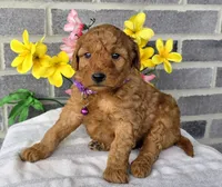 Lori, a female Miniature Goldendoodle for sale in Harlan, IN – Photo 1 of 4
