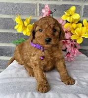 Lori, a female Miniature Goldendoodle for sale in Harlan, IN – Photo 4 of 4