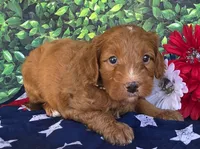 Rusty, a male Miniature Goldendoodle for sale in Harlan, IN – 4 of 4