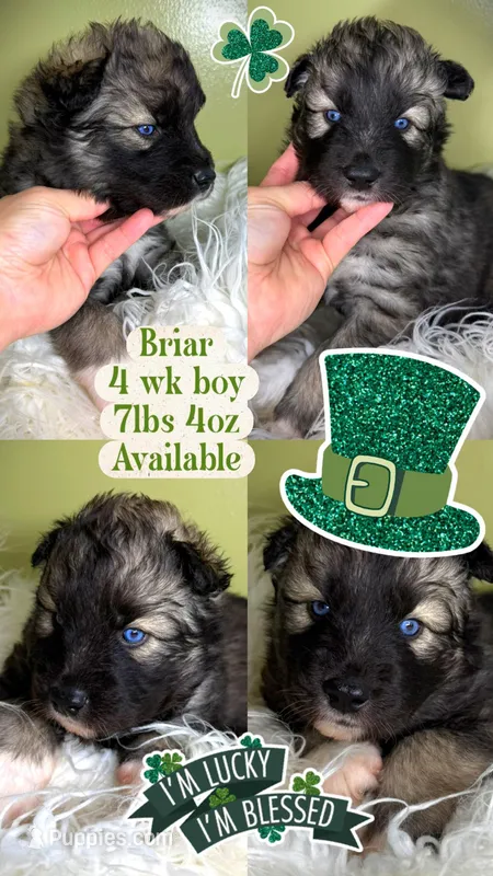 Briar – Siberian Husky puppy for sale in Walton, KY