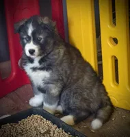 Thorn, a male Siberian Husky for sale in Walton, KY – Photo 5 of 6