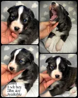 Thorn, a male Siberian Husky for sale in Walton, KY – Photo 3 of 6