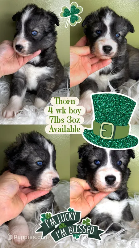 Thorn – Siberian Husky puppy for sale in Walton, KY