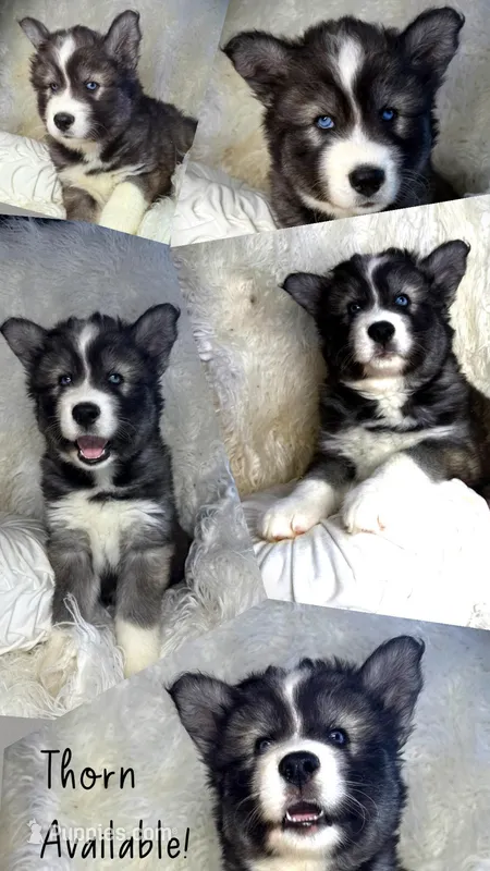 Thorn – Siberian Husky puppy for sale in Walton, KY