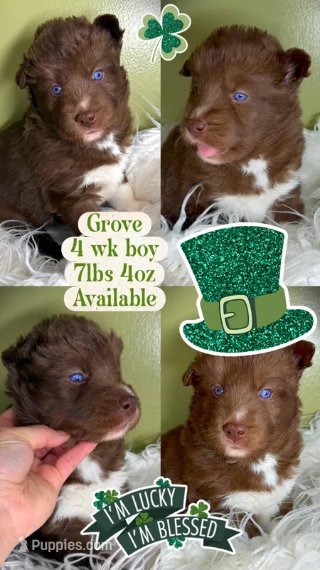 Grove – Siberian Husky puppy for sale in Walton, KY