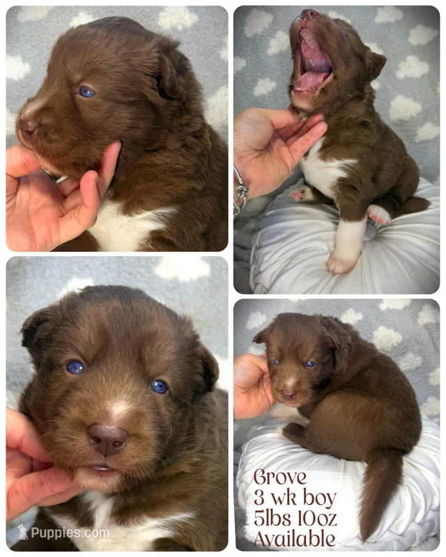 Grove – Siberian Husky puppy for sale in Walton, KY