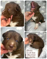 Grove, a male Siberian Husky for sale in Walton, KY – Photo 1 of 2