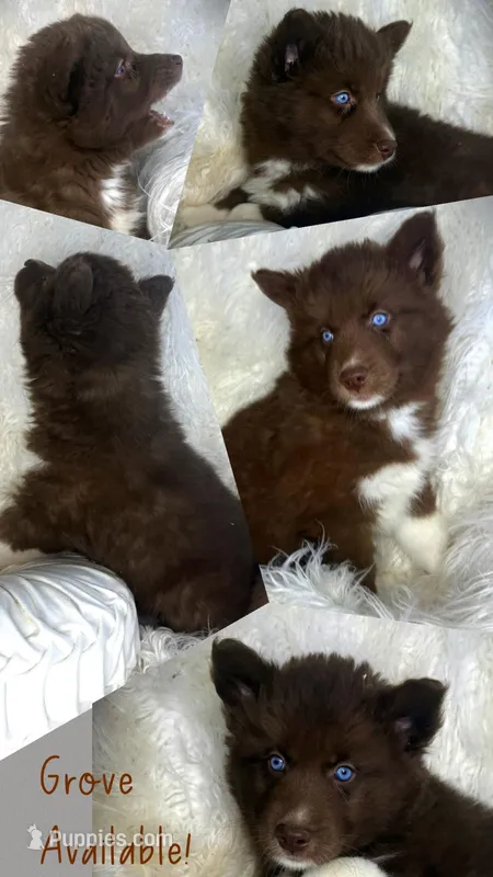 Grove – Siberian Husky puppy for sale in Walton, KY