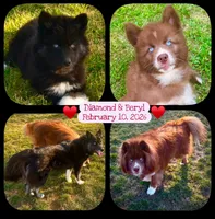 Grove, a male Siberian Husky for sale in Walton, KY – Photo 2 of 2