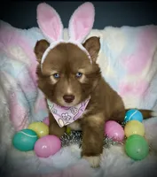 Bloom, a female Siberian Husky for sale in Walton, KY – Photo 5 of 6