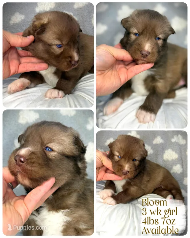 Bloom – Siberian Husky puppy for sale in Walton, KY
