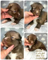 Bloom, a female Siberian Husky for sale in Walton, KY – Photo 3 of 6