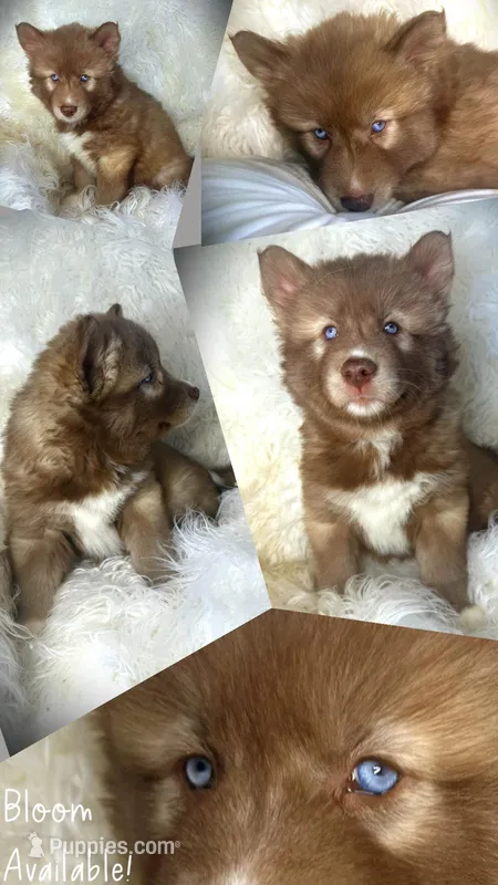 Bloom – Siberian Husky puppy for sale in Walton, KY