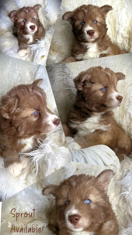 Sprout – Siberian Husky puppy for sale in Walton, KY