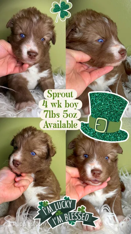 Sprout – Siberian Husky puppy for sale in Walton, KY