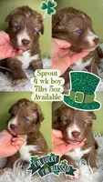 Sprout, a male Siberian Husky for sale in Walton, KY – Photo 3 of 6