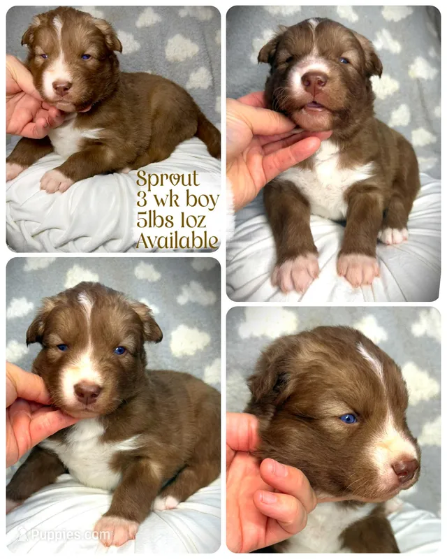 Sprout – Siberian Husky puppy for sale in Walton, KY