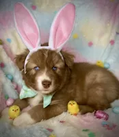 Sprout, a male Siberian Husky for sale in Walton, KY – Photo 6 of 6